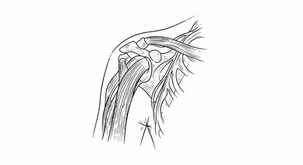 Obraz premium Anatomical illustration of the human shoulder joint, muscles, and nerves