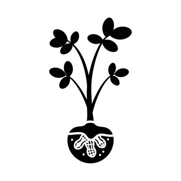 Detailed illustration of a peanut plant with leaves and roots, black and white.