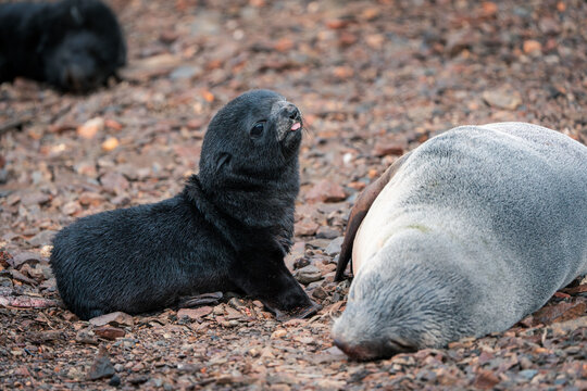 View of an Antarctic fur seal pup with black fur sitting on a rocky beach next to a resting adult seal in Grytviken, South Georgia and the South Sandwich Islands.