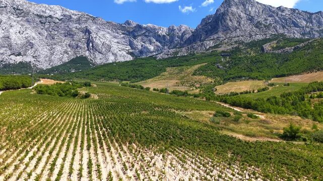 Aerial footage of lush green vineyards at the foot of rocky mountains in Croatia, Mediterranean landscape under a blue sky