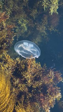 Moon jellyfish with translucent bell and four horseshoe gonads drifting gracefully among green and brown seaweeds in dark ocean water, evoking serene marine beauty and life