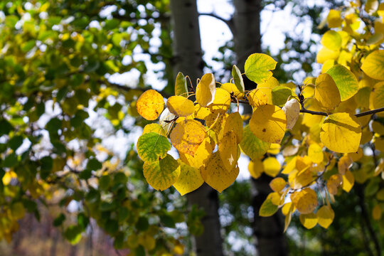 Bright Yellow Quaking Aspen Leaves 