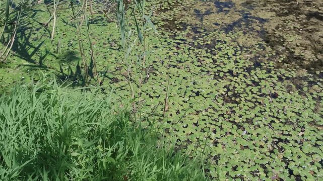 High-angle view of a stagnant pond area completely covered with dense green duckweed and aquatic plants. Tall reeds and grass grow along the bank to create a lush wetland scene.