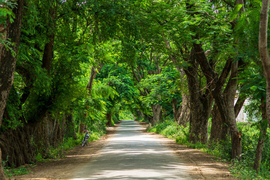 Rural road lined with a lush tree tunnel in Ava, Myanmar.