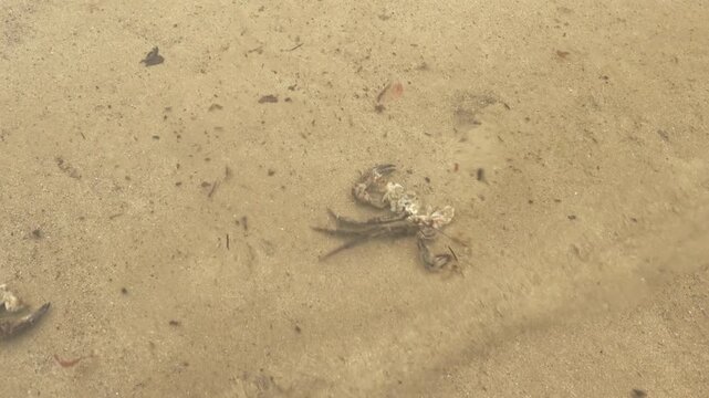 Mutilated crab floating in Sea water close up stock footage