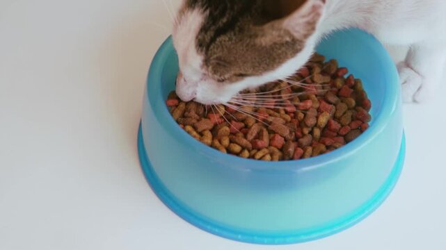 Domestic cat eating from a blue bowl