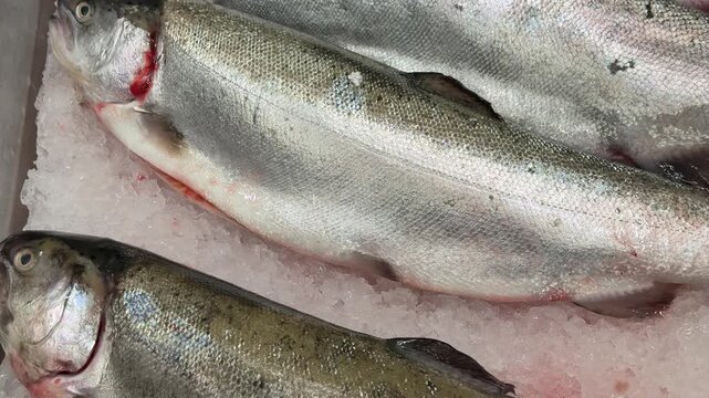 Fresh frozen sea trout on ice, rows of whole trout on shallow crushed ice at seafood counter, silvery scales glistening under shop
