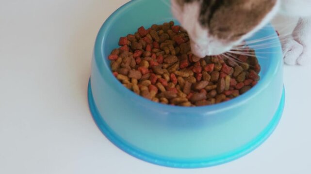 Domestic cat eating kibble from a bowl