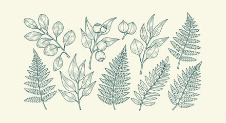 Hand drawn botanical collection of fern leaves and eucalyptus branches in vintage engraving style. © vectorial