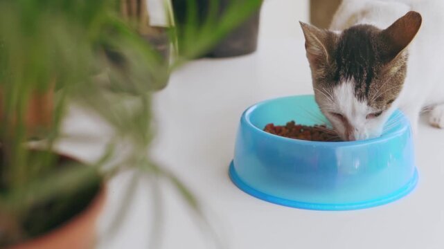 Domestic shorthair kitten eating from blue bowl