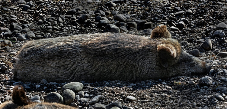 Wild sow sleeping near the fence. Latin name - Sus scrofa