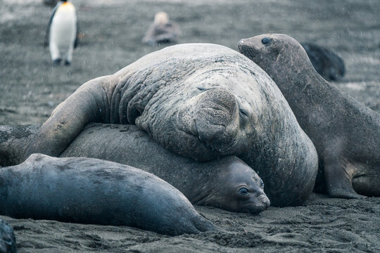 View of elephant seals resting on the dark sand of Saint Andrew's Bay with a king penguin in the background during a light snowfall South Georgia and the South Sandwich Islands.