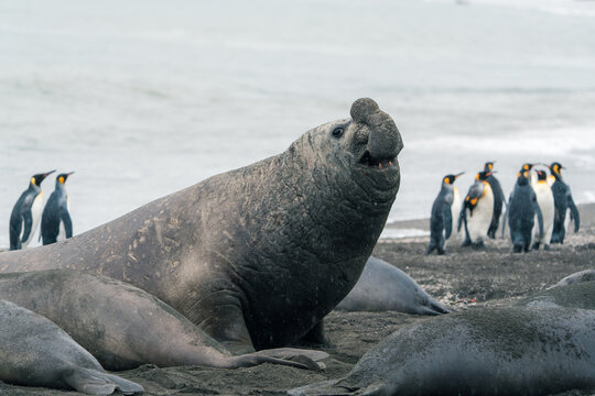 View of a large male elephant seal vocalizing on the dark sand beach of Saint Andrew's Bay with king penguins in the background South Georgia and the South Sandwich Islands.