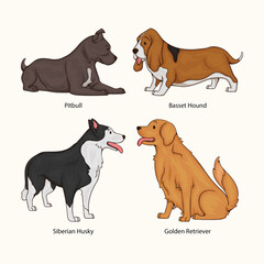Four different dog breeds including pitbull basset hound siberian husky golden © Nazmul