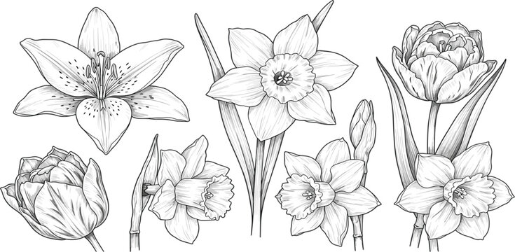 Hand drawn floral set with lily daffodil and peony flowers detailed botanical vintage sketch illustration collection