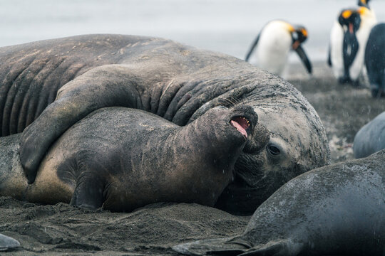 View of a southern elephant seal resting with its pup on the dark volcanic sand beach of Saint Andrew's Bay with king penguins in the background South Georgia and the South Sandwich Islands.
