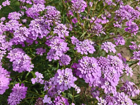 Candytuft or Iberis umbellata or bouquet fill flowers