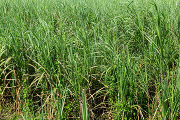 Fototapeta premium Sugarcane Plantation Field Ready for Harvest Agriculture Landscape