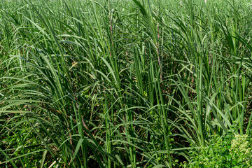 Obraz premium Sugarcane Plantation Field Ready for Harvest Agriculture Landscape