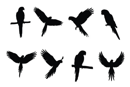 Parrot Silhouette Set with Macaw Birds in Flying and Perched Poses