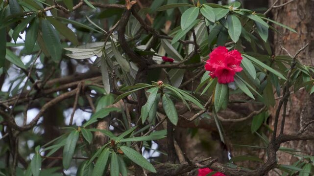 Red rhododendron flowers on branches in woodland