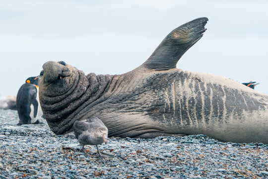 View of a large southern elephant seal resting on a pebble beach with its flipper raised, accompanied by a king penguin and a petrel in Gold Harbour, South Georgia and the South Sandwich Islands.