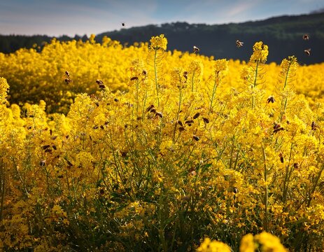 swarm of bees surrounding a sea of bright yellow spring groundsel blooms flower field outdoor
