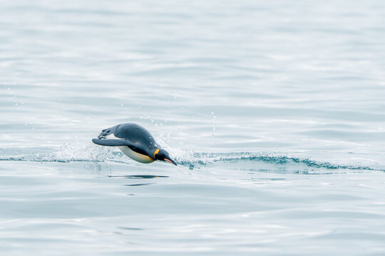 View of a king penguin porpoising through the calm ocean water with splashes in South Georgia and the South Sandwich Islands.
