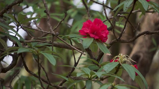 Red rhododendron flowers on branches in woodland