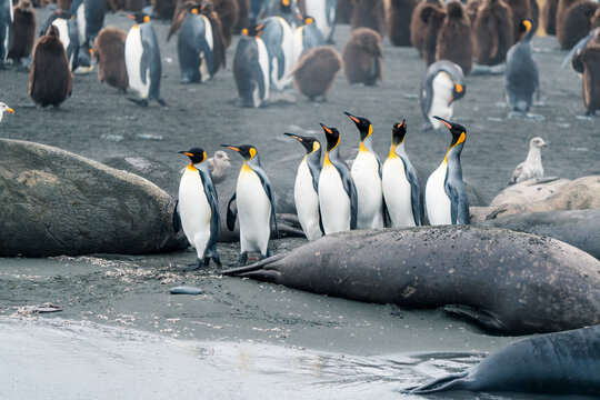 View of king penguins and elephant seals resting on the dark volcanic sand of Gold Harbour, South Georgia and the South Sandwich Islands.