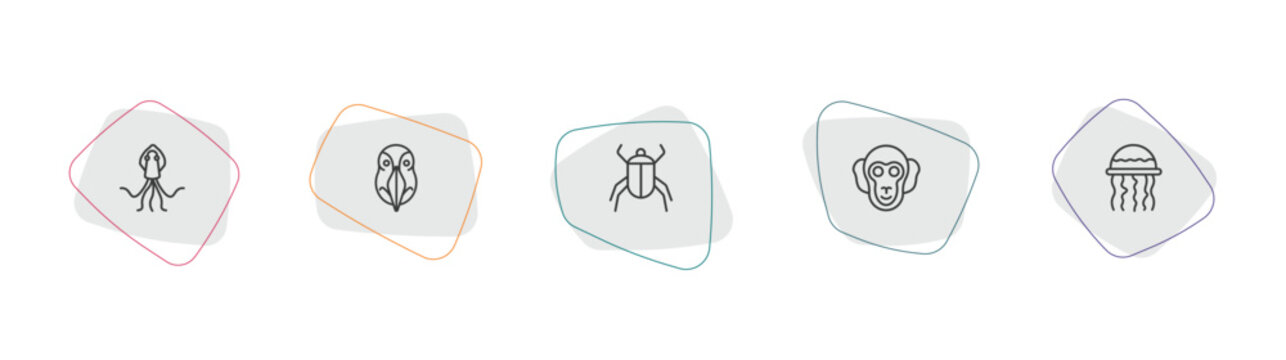 animals collection. outline icon set. linear vector for ui, web and mobile. thin line squid, deadlock, beetle icons.
