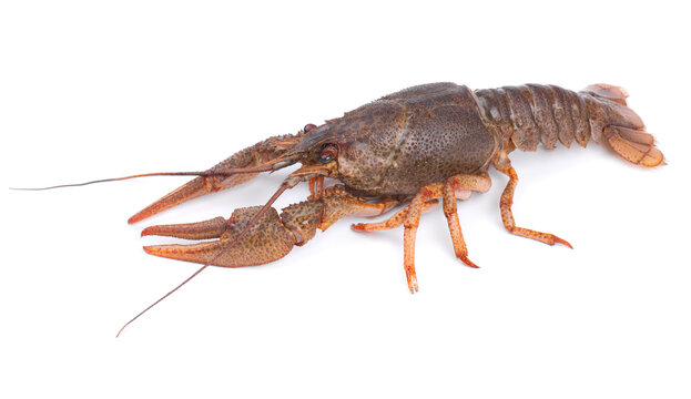 Raw freshwater lobster or crayfish isolated on white background. Live crawfish isolated.