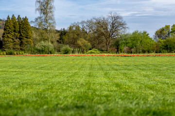 Fototapeta premium close up of wide fresh manicured green lawn at spring park. gardening concept. nature background with copy space. fresh green