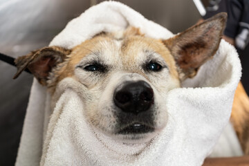 Obraz premium Dog receiving bath and towel drying at groomer