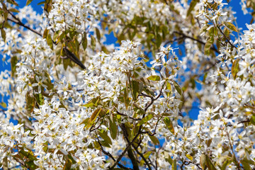 Naklejka premium White blossoms covering tree branches against blue sky. Amelanchier lamarckii, juneberry, serviceberry
