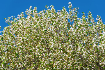 Fototapeta premium White flowering tree covered in blossoms against blue sky