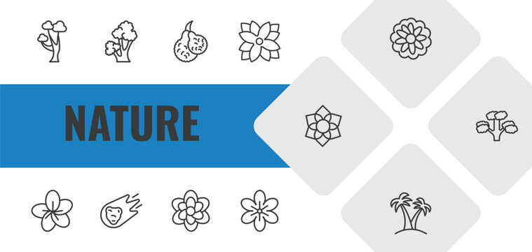 nature outline icon set. linear vector for ui, web and mobile. thin line gray birch tree, scarlet oak tree, bergamot icons.