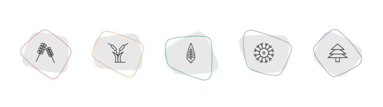 nature outline icon set. linear vector for ui, web and mobile. thin line lavender, reed bed, lanceolate icons.