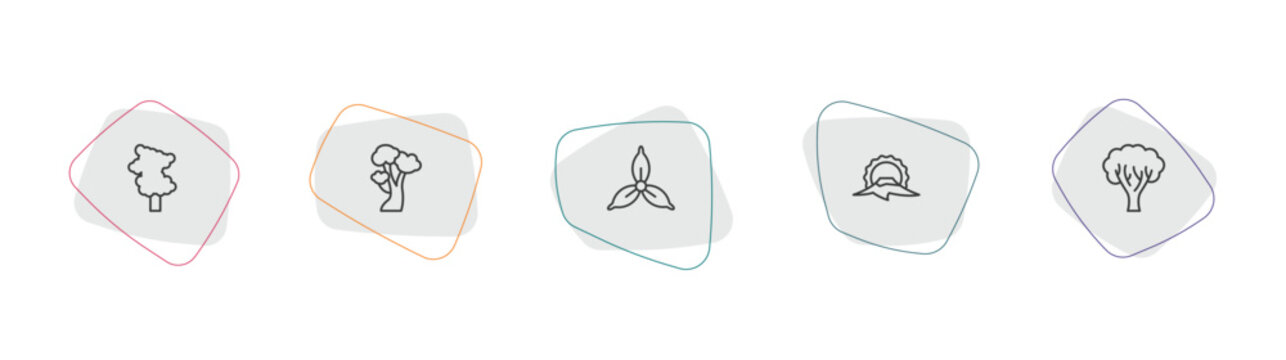 nature outline icon set. linear vector for ui, web and mobile. thin line sassafras tree, american beech tree, iris icons.