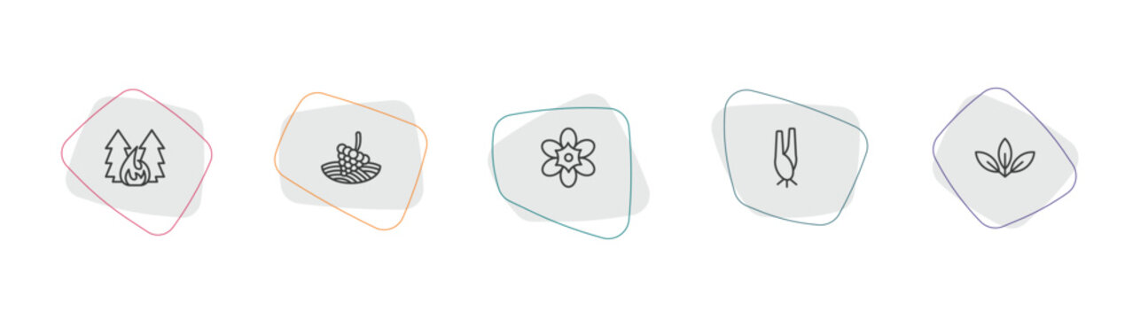 nature outline icon set. linear vector for ui, web and mobile. thin line forest fire, vineyard, freesia icons.