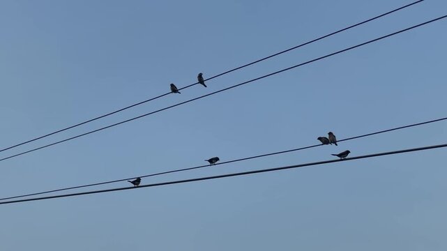 Birds perched on parallel power lines against clear blue sky. Minimalist composition contrasts natural behavior with geometric human-made structure, creating balanced and visually appealing scene.
