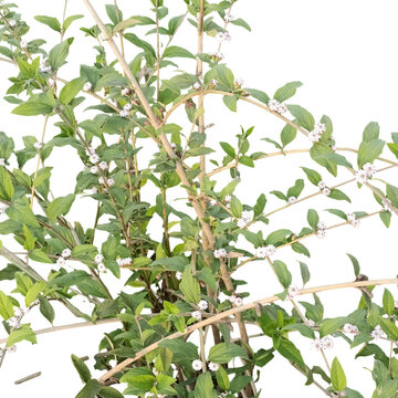 Lantana camara shrub with small white flowers isolated on white background