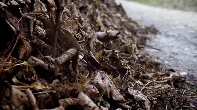 Dead brown leaf close up Autumn Fall scene stock footage