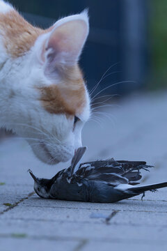 a white wagtail (Motacilla alba) laying dead in front of a house cat, which was killing the songbird