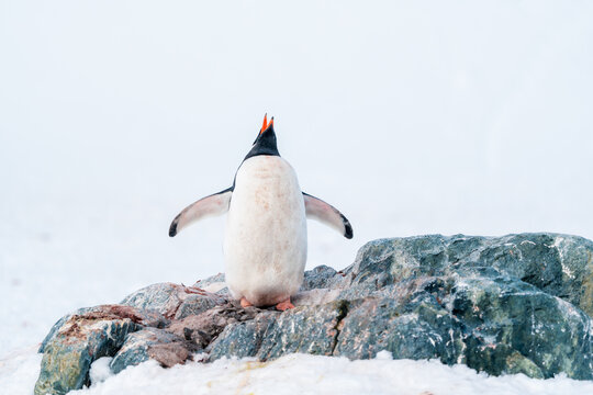 View of a Gentoo penguin vocalizing with its head tilted back while standing on a rock in a snowy landscape in Antarctica.