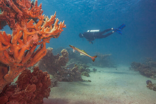 Scuba diver swimming over a sandy seabed with a remora fish and vibrant coral in the Red Sea.