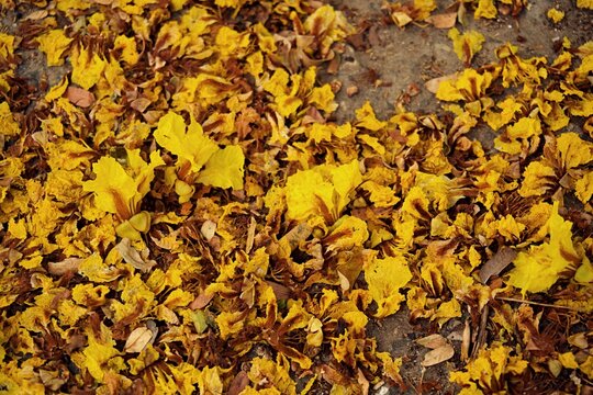 Close up of many fallen yellow flame tree blossoms covering the soil in a beautiful bright floral pattern outdoors