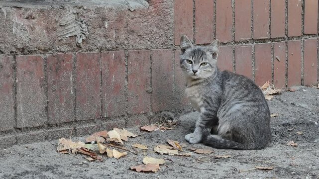 A small homeless grey tabby kitten sits alone on the ground next to an old brick wall surrounded by dry autumn leaves. The stray animal looks directly and sadly into the camera.