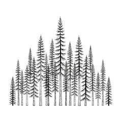 Fototapeta premium Dense, stylized pine forest rendered in clean minimalist black line art with tapered branches and textured trunks, overlapping silhouettes on a white background, tranquil nature concept