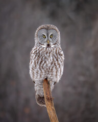 Fototapeta premium Great Gray Owl Hunting
